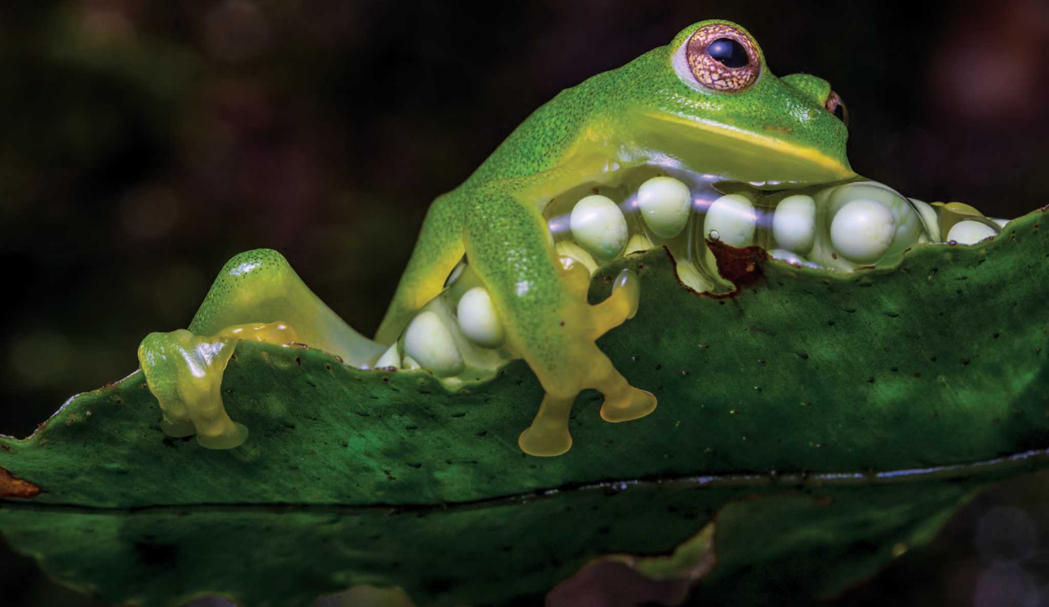 馬達雷納巨型玻璃蛙
