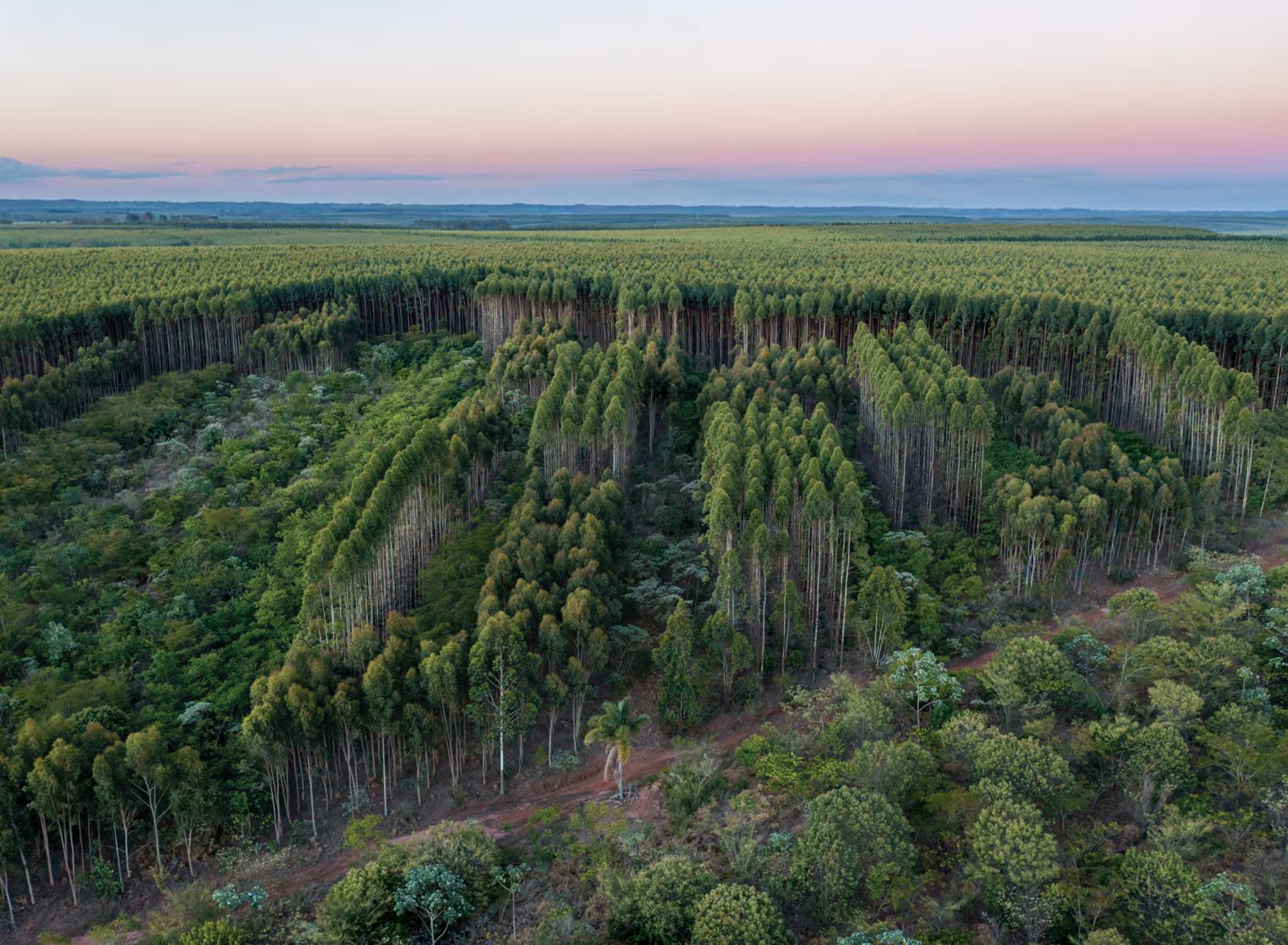 巴西伊塔廷加人工桉樹林