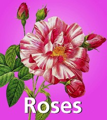 Roses 法文版